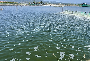 Màu tảo xanh-Dấu hiệu ao nuôi bị ô nhiễm