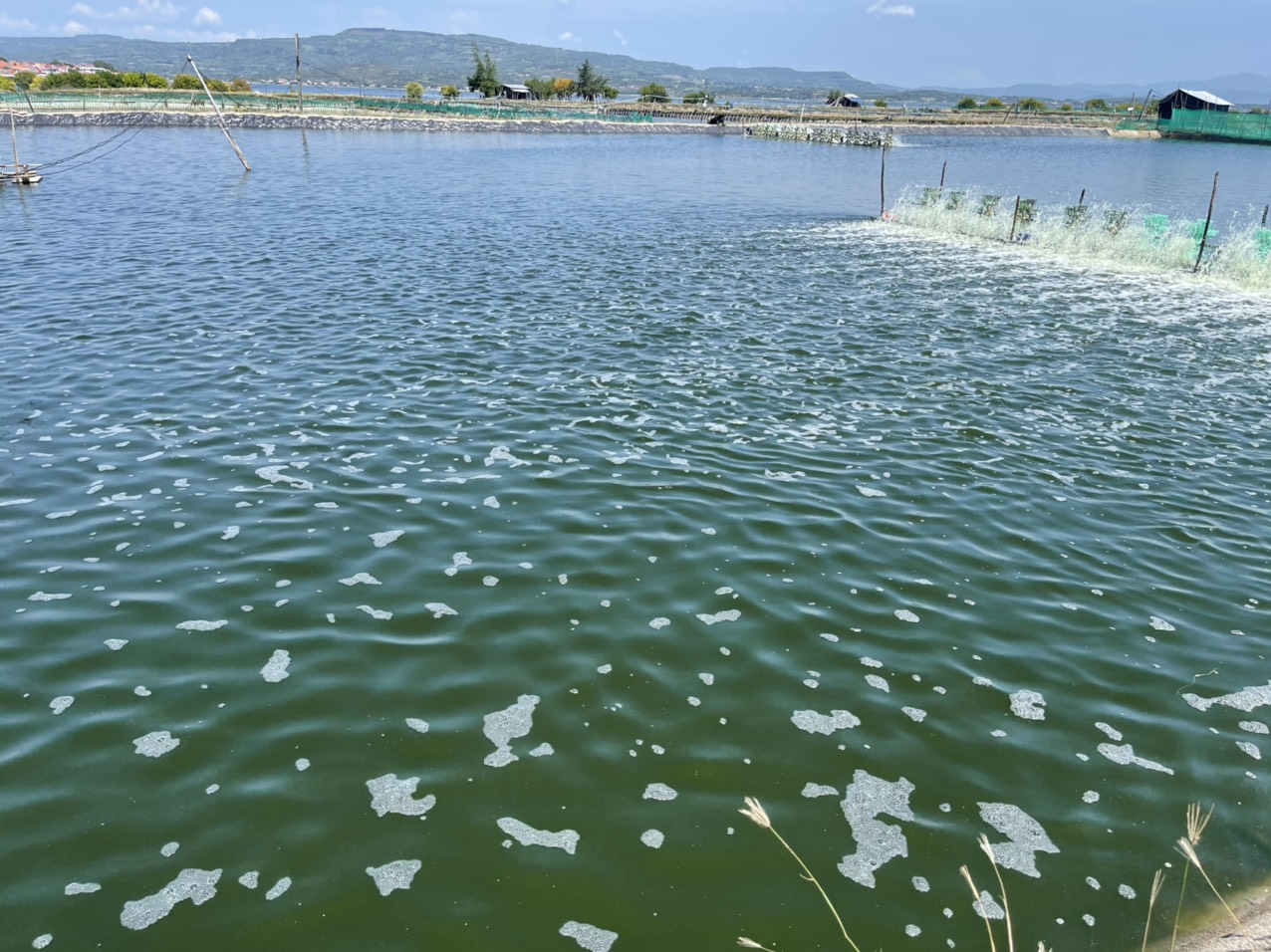 Ao tảo đậm-dấu hiệu ô nhiễm của ao nuôi tôm